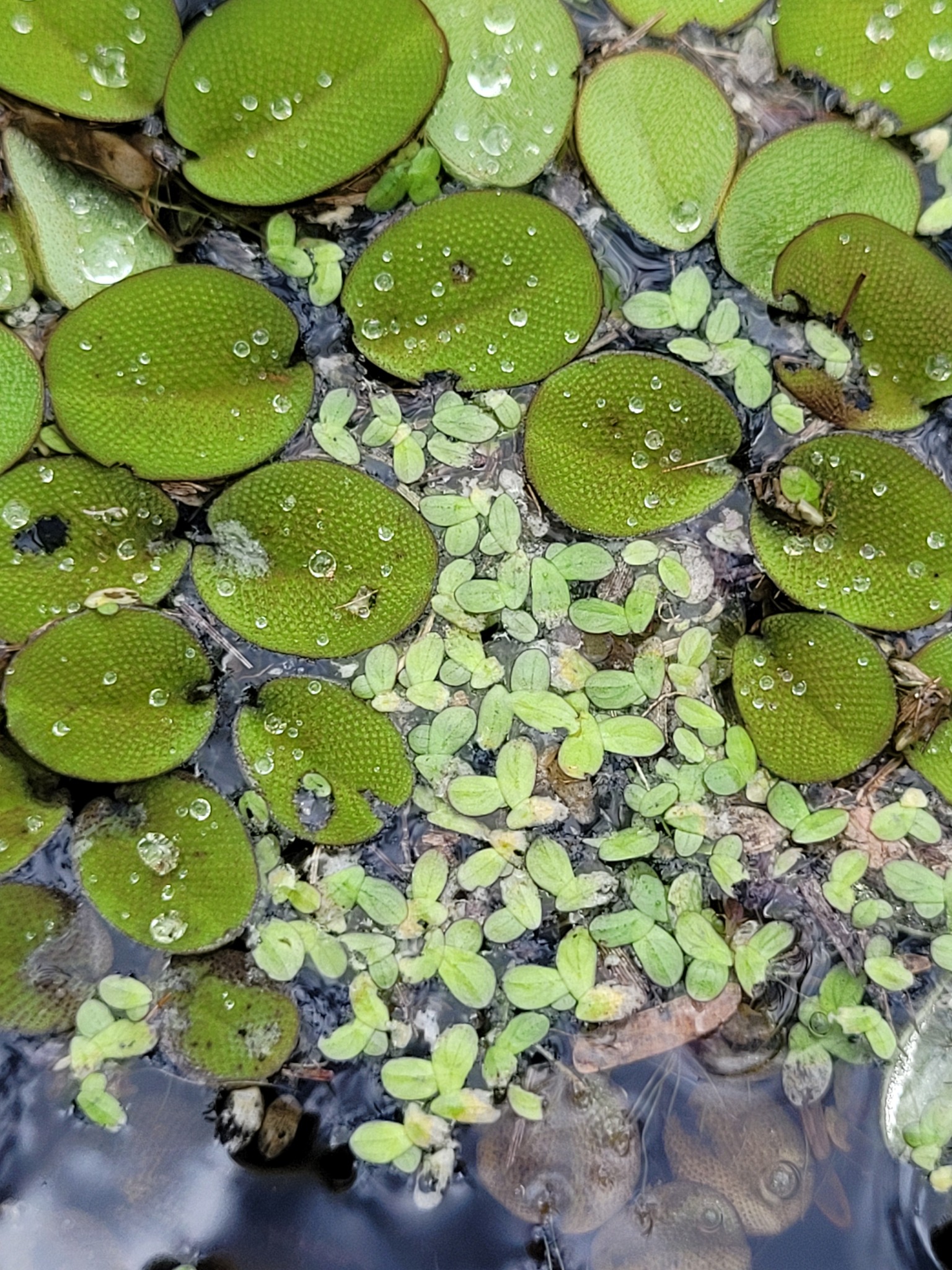 Imagem de Orelha-de-onça