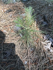 Pinus