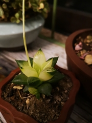 Haworthia cooperi