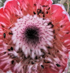 Chirodica