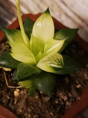 Haworthia cooperi