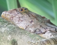 Anolis brooksi