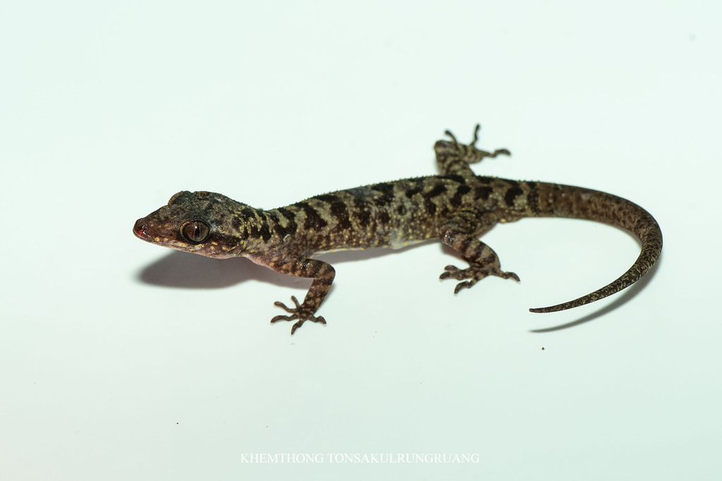 Ranong Bent-Toed Gecko