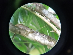 Anolis brooksi