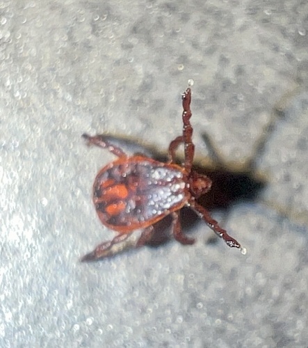 Brown dog tick