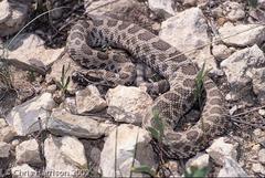 Sistrurus tergeminus