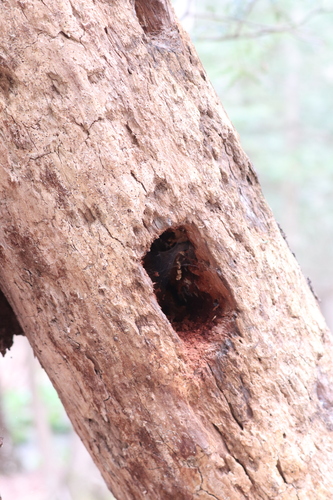 Pileated Woodpecker photographed in Connecticut