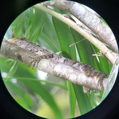 Anolis brooksi