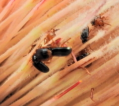 Chirodica