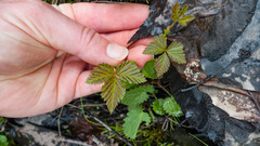 Rubus pubescens