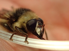 Criorhina aurea