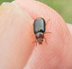Chirodica