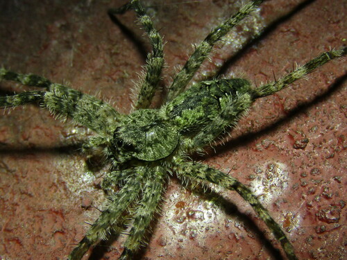 White-banded Fishing Spider