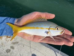 Yellowtail Snapper photo 4