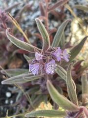 Phacelia quickii