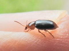 Chirodica