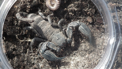 Cape Docile Scorpion