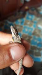 Anolis sericeus