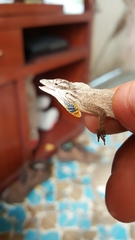Anolis sericeus