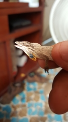 Anolis sericeus