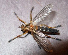 Diogmites discolor