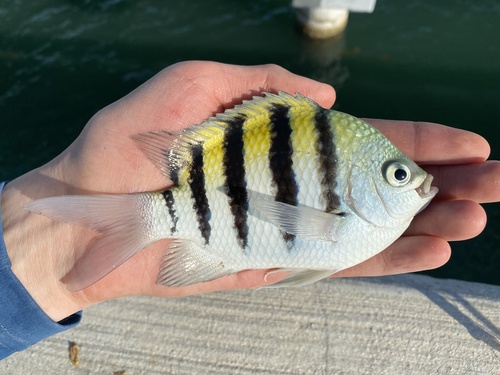 Atlantic Sergeant Major