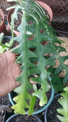 Selenicereus anthonyanus