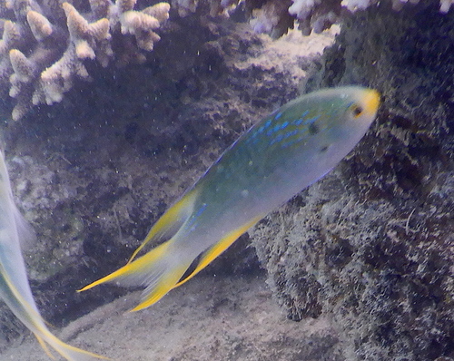 Koraal-juffertje (Neopomacentrus nemurus) — Pomacentridae