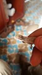 Anolis sericeus