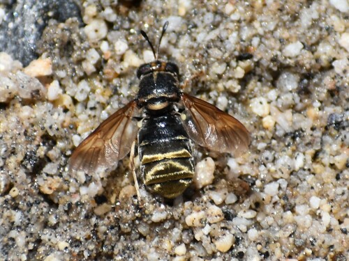 Hermetia melanderi