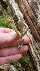 Lonicera dioica