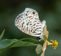 Leptotes cassius cassidula