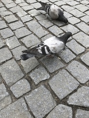 Columba livia domestica