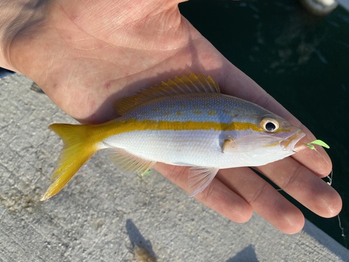 Cola (Ocyurus chrysurus) — Lutjanidae — 3