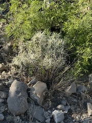 Armored Pricklypear (Cylindropuntia tunicata)
