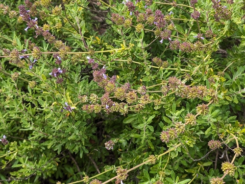 Image of Salvia munzii by (c) sdash, some rights reserved (CC BY)