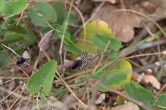 Aristolochia carterae