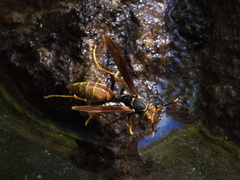 Polistes buyssoni