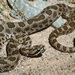 Desert Massasauga - Photo (c) Chris Harrison, some rights reserved (CC BY-NC), uploaded by Chris Harrison