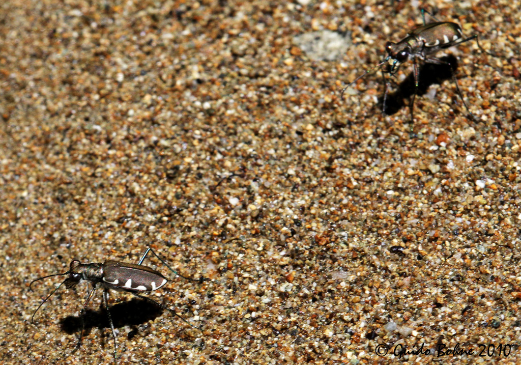 Calomera opigrapha