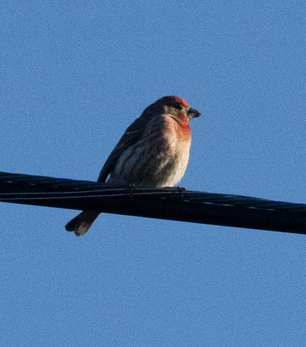 iNaturalist observation photo of House Finch