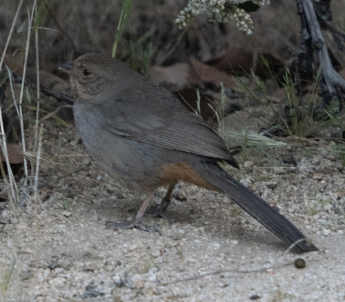 iNaturalist observation photo of California Towhee