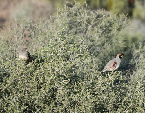 iNaturalist observation photo of Gambel's Quail