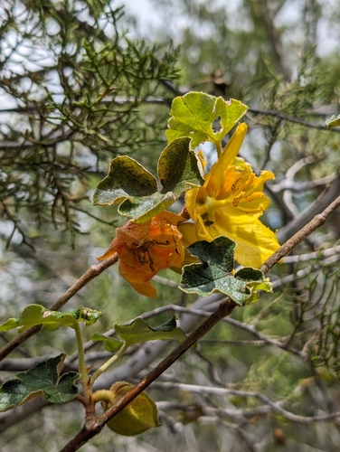 Mexican Flannelbush (Fremontodendron mexicanum)