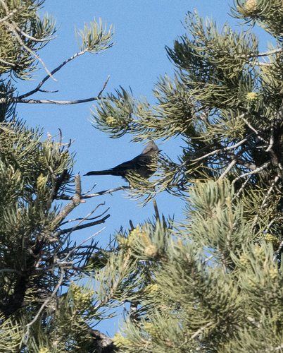 iNaturalist observation photo of Phainopepla