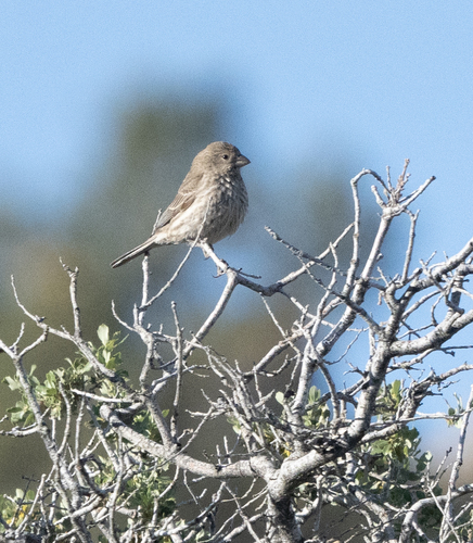 iNaturalist observation photo of House Finch