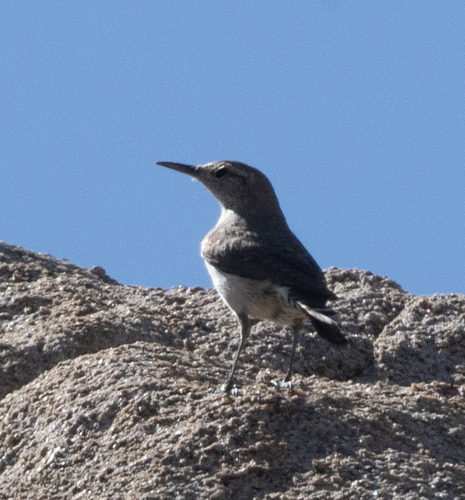 iNaturalist observation photo of Rock Wren