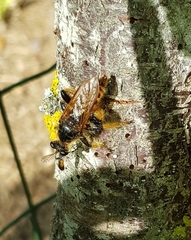 Pogonosoma maroccanum