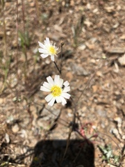 Malacothrix floccifera