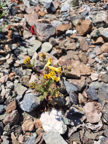 Image of Corydalis speciosa by (c) Дмитрий Дунин, some rights reserved (CC BY)